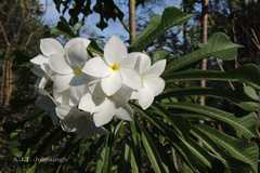 Plumeria pudica